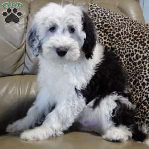 Kenny, Sheepadoodle Puppy